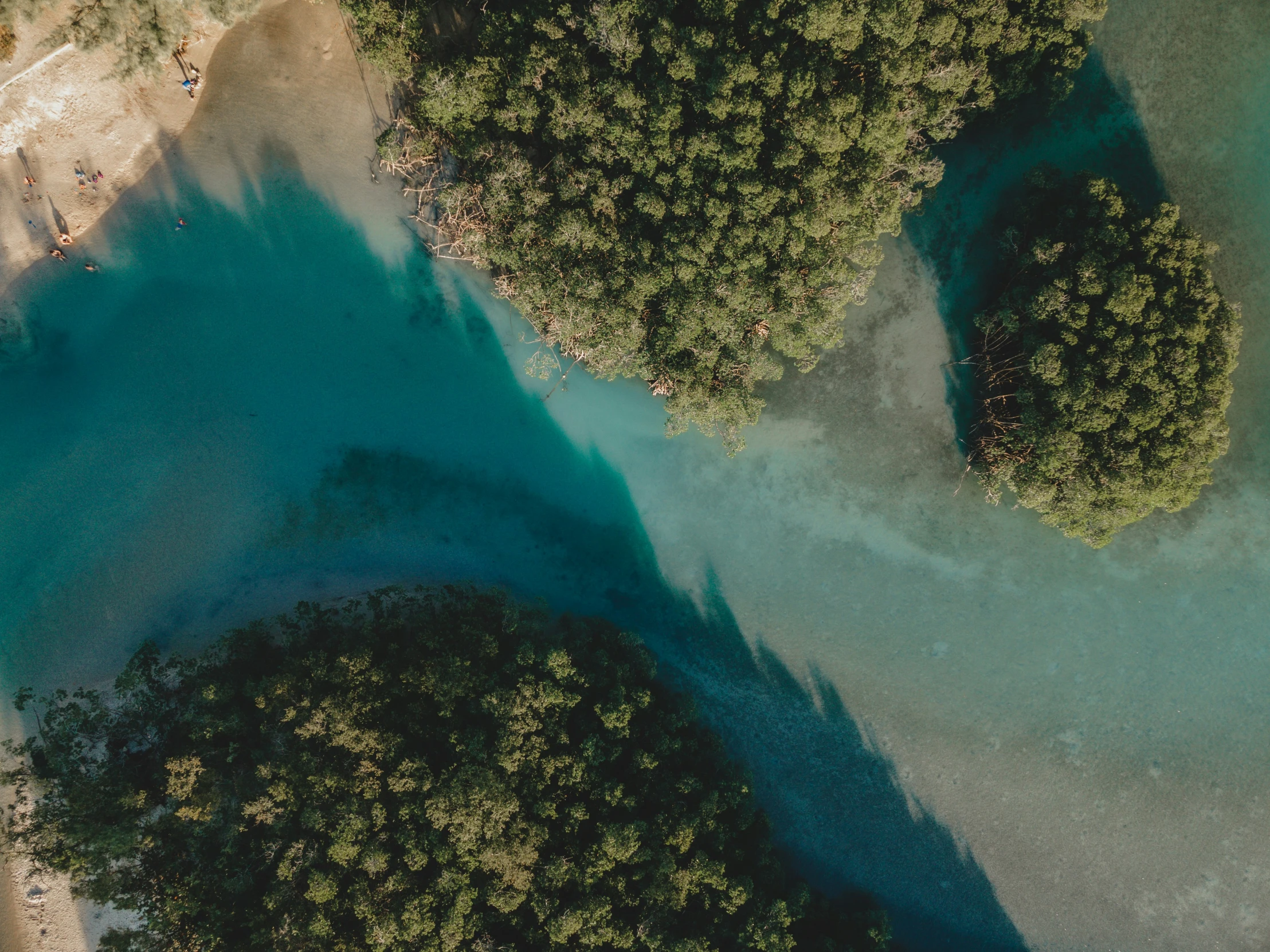 a body of water surrounded by lots of trees