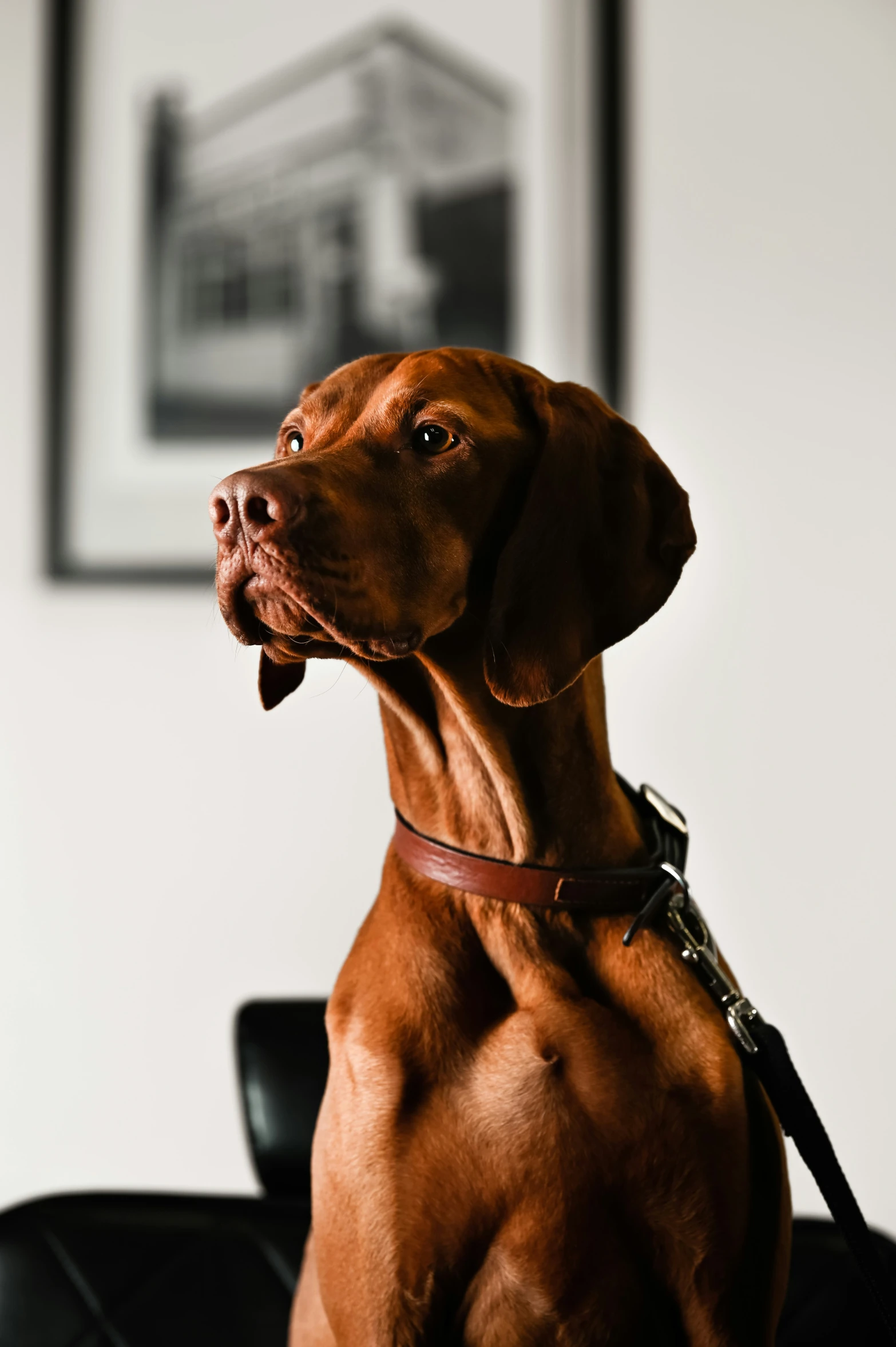 a large brown dog wearing a leather collar