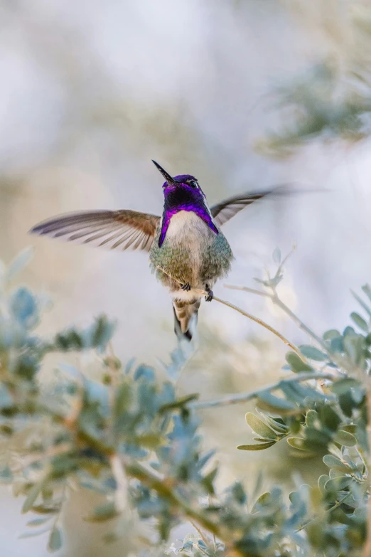 a hummingbird flying away from some flowers