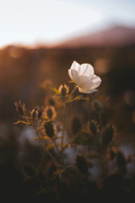 white flower with blurry background on sunny day