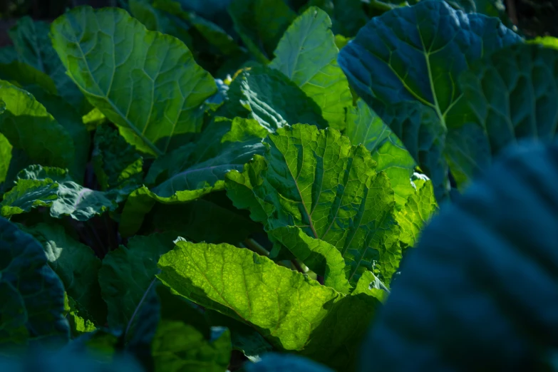 a bunch of green leafy plants with bright sunlight