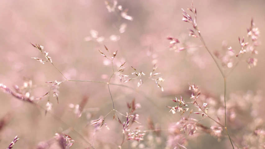 pink grasses and pink flowers growing in the field