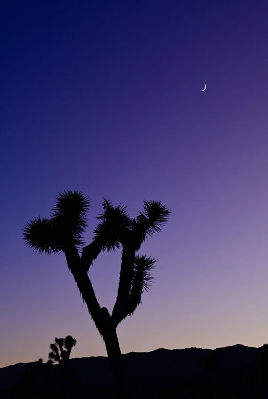 the moon is visible behind a silhouette of a palm tree