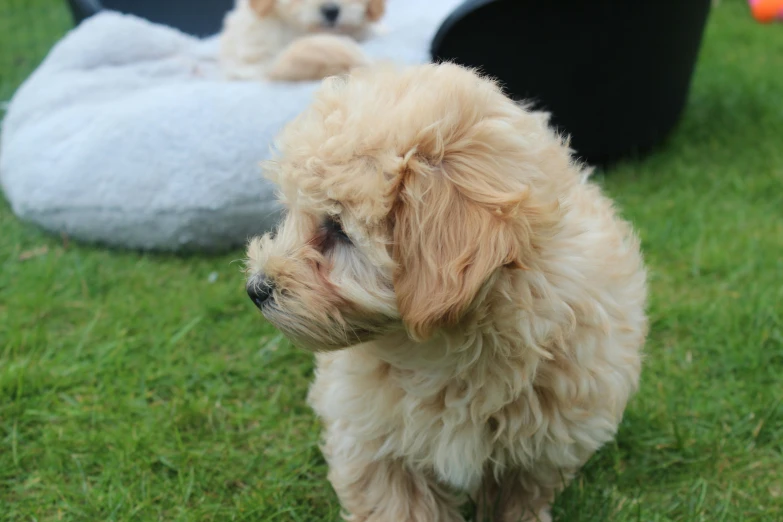 the small, fluffy dog is standing in the grass