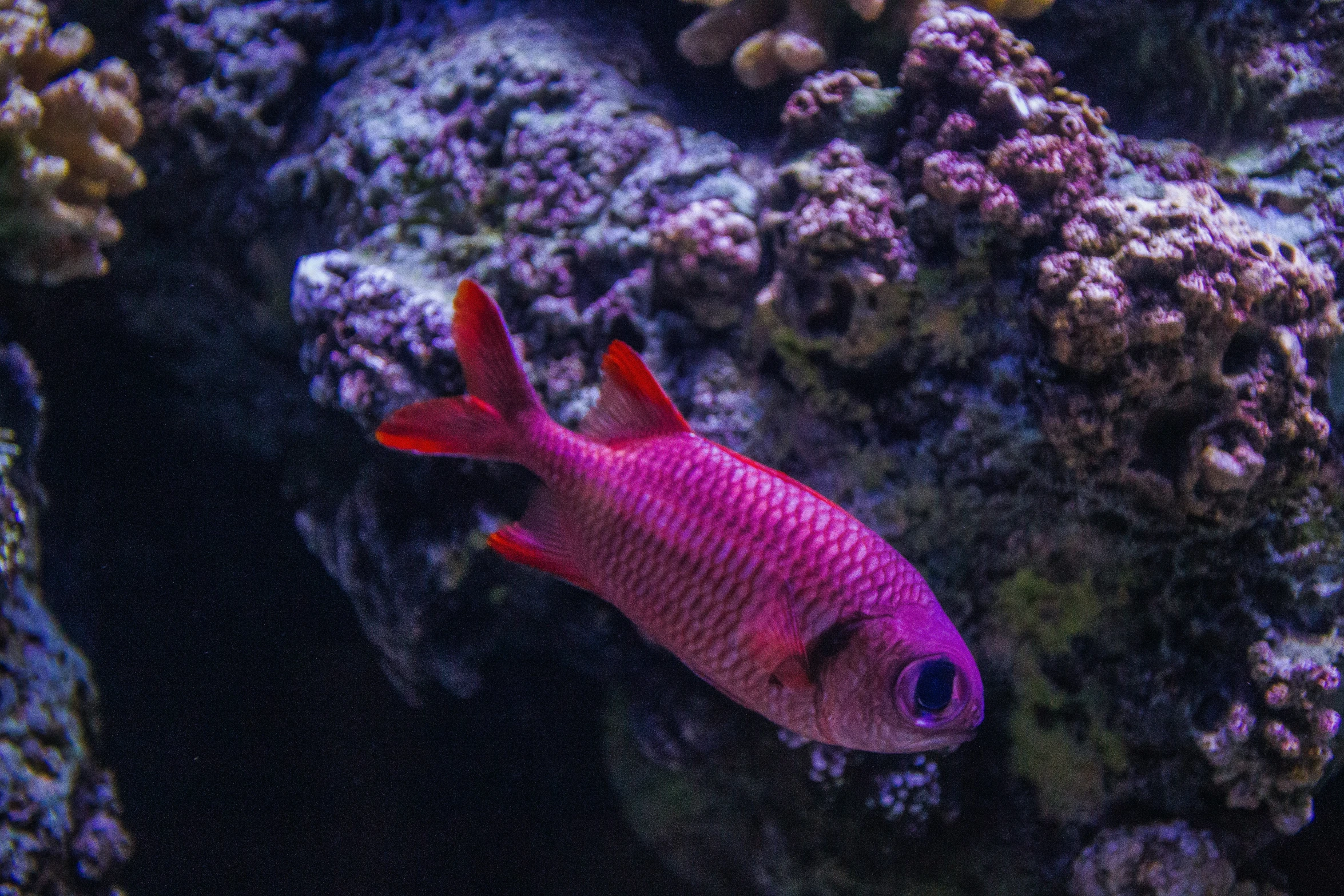 a fish that is in the water on some coral
