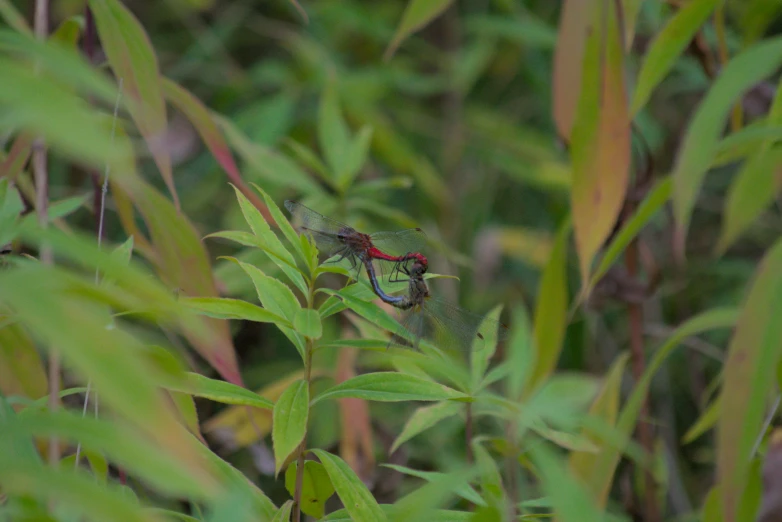 a spider is perched on a leaf in the grass