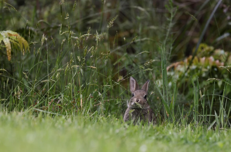 a small gray bunny standing in a field of grass