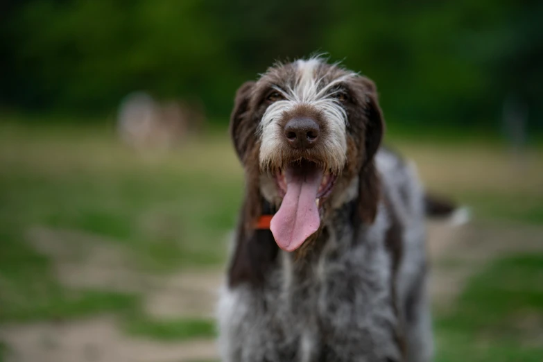 a dog with his tongue out and panting
