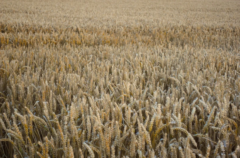 a large wheat field with water in it