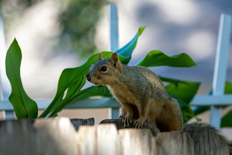 a squirrel is standing on a log by some plants