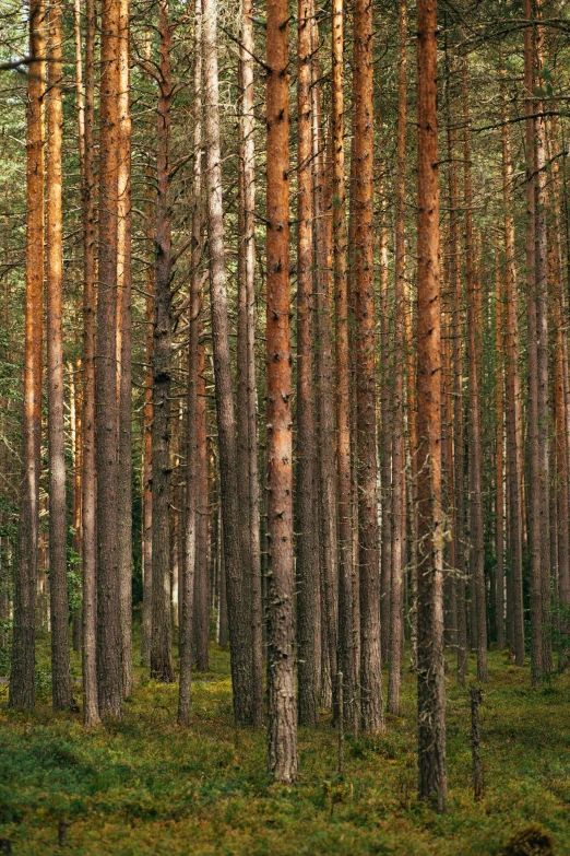 a grove of pine trees in a wooded area