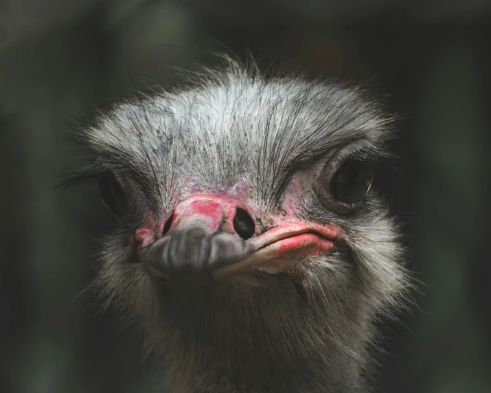 an emu's head looking in the camera with it's eyes open