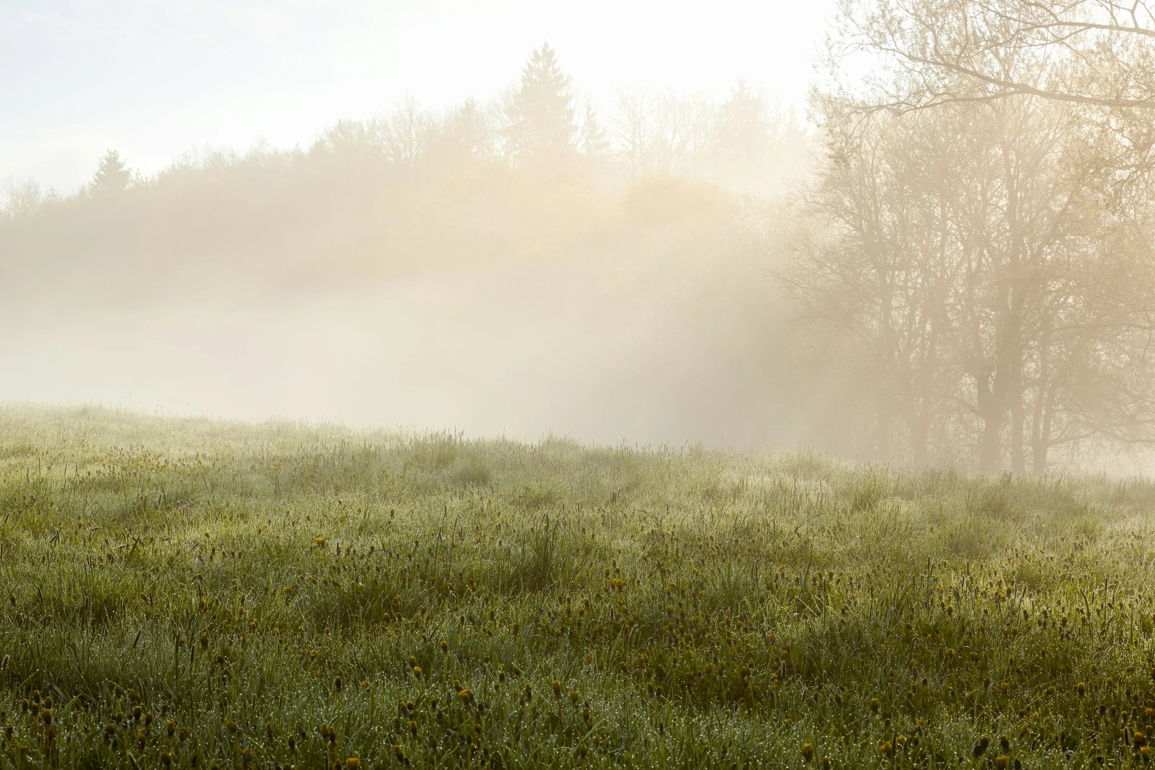 a field with trees covered in a fog