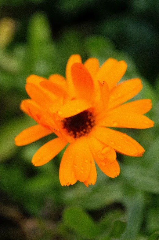 an orange flower with green leaves in the background