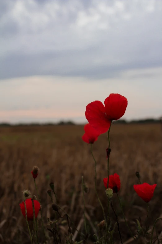 some red flowers are in a field of brown grass