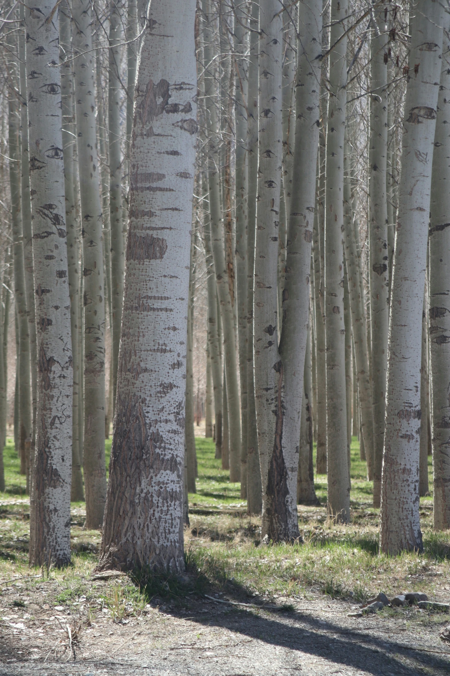 the brown bear is standing in between the trees