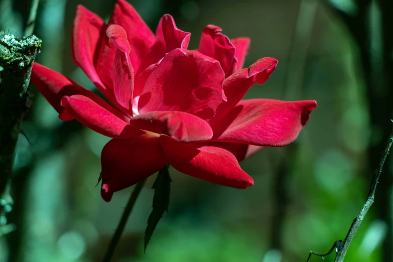 a close up s of a flower with its blooming