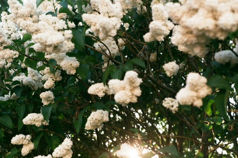 a bunch of white flowers on a tree