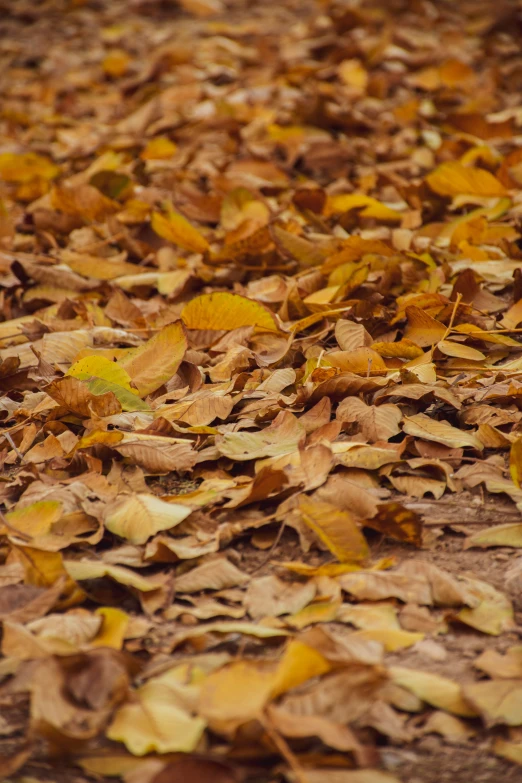 the leaves are on the ground in the grass