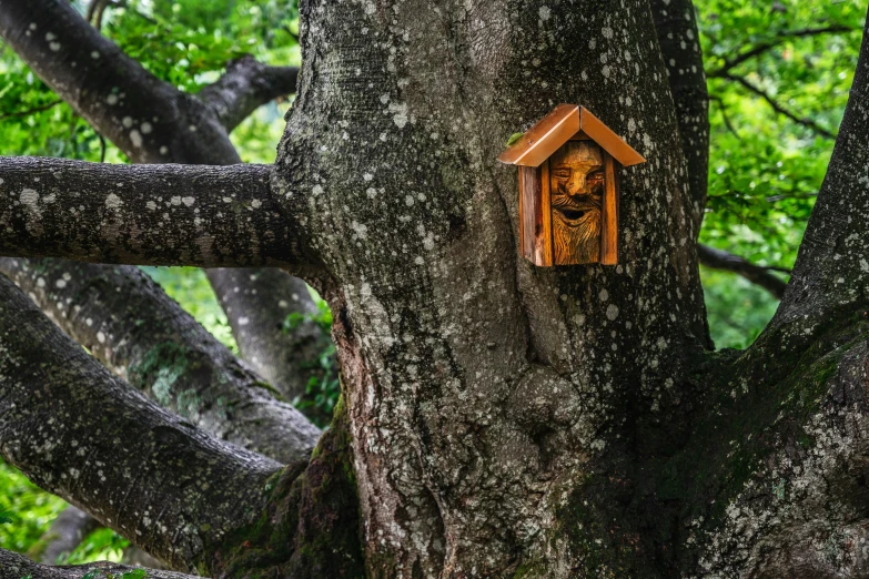 a tree with a bird house stuck in it