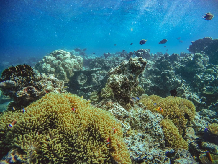 the underwater scene of a coral reef is clear