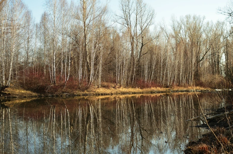 a beautiful body of water surrounded by a forest