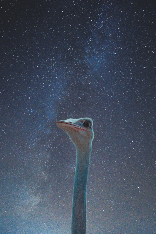 an image of a bird standing on a rock looking up at the night sky