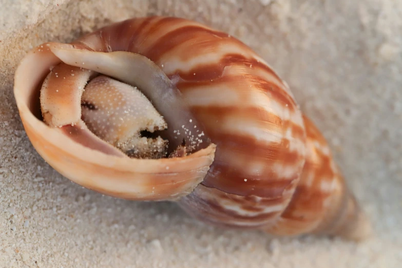 there is a snail inside of the shell