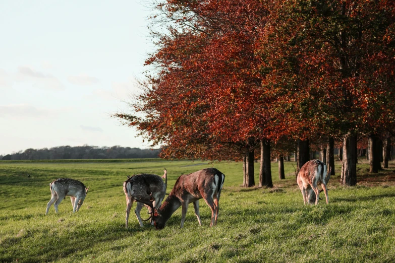 deer grazing in a field near two tall trees