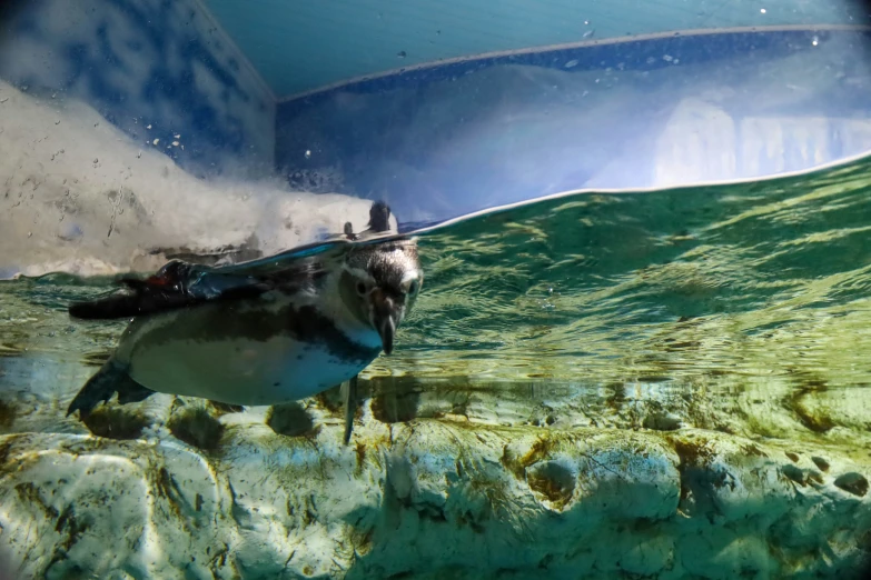 a bird swimming on the water in front of a wave