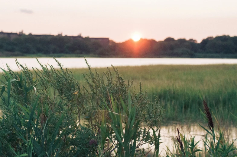 a pond sitting between two large trees in the evening