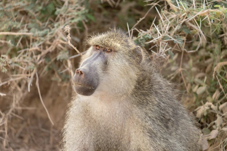 a long - haired baboon looks at soing in the distance