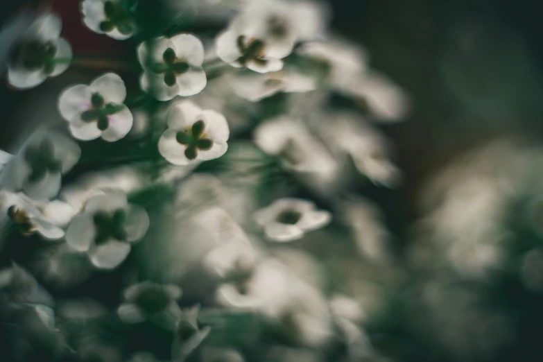 some white flowers hanging out in a bunch