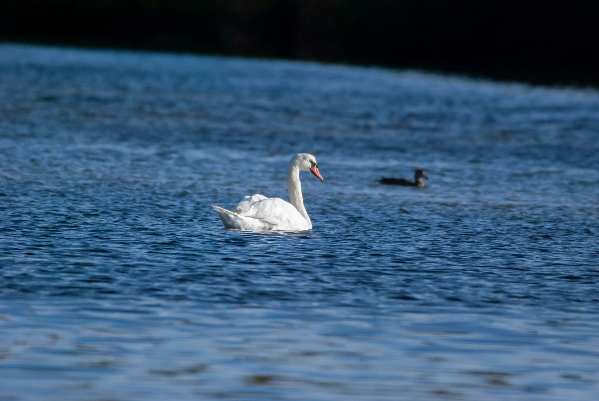 swans floating on water at the edge of a lake