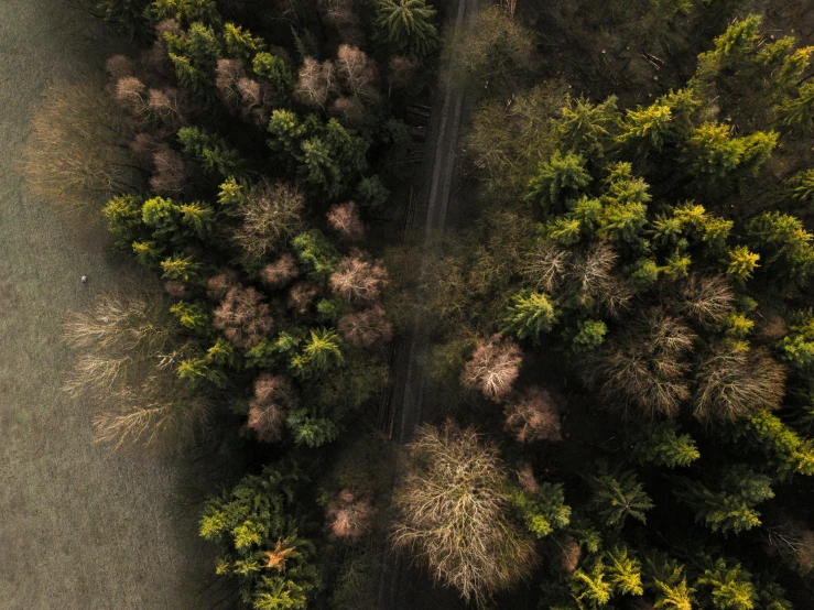 the top view of a road and a forest in the country