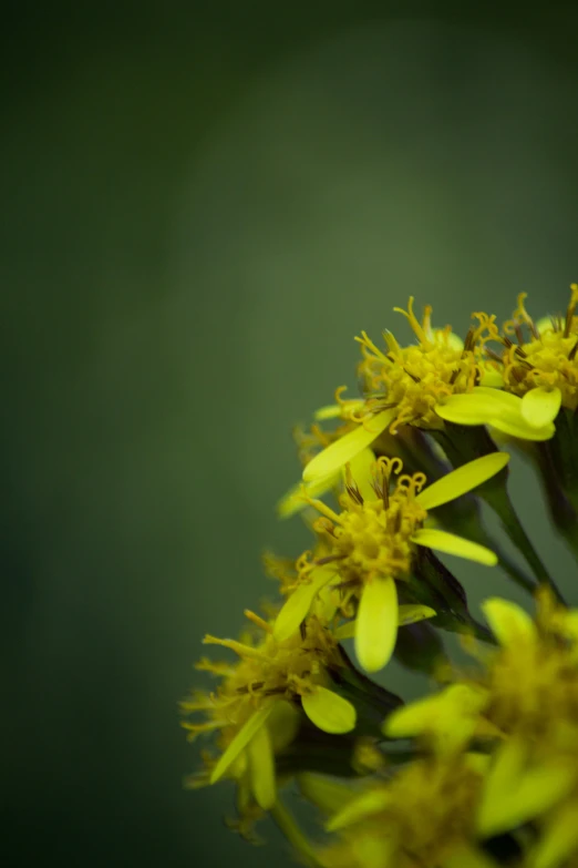 small yellow flowers blooming on a plant