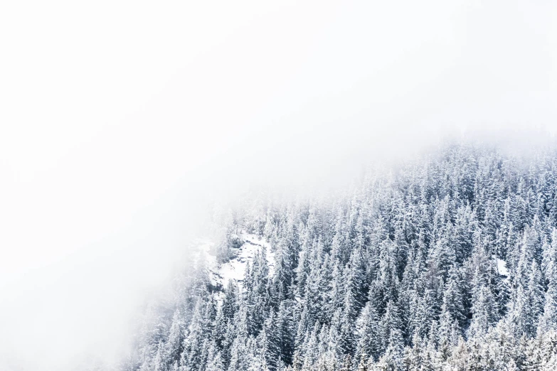 several snow covered trees along side the road