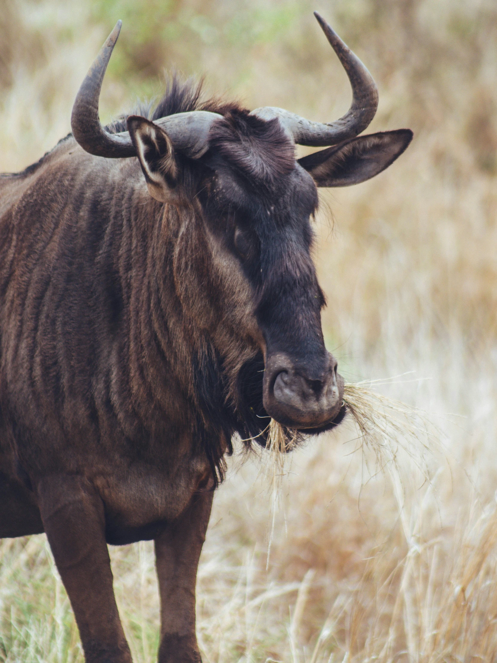 a brown bull with horns on it's face standing in the grass