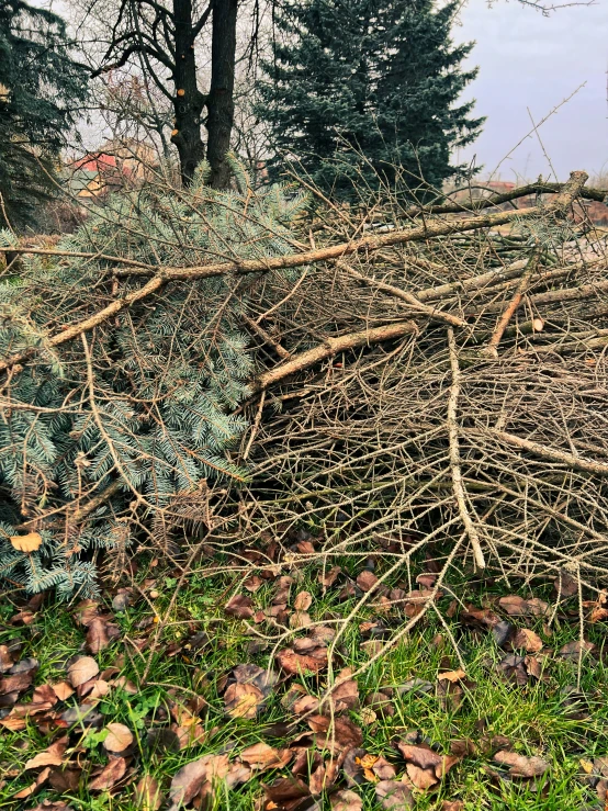 nches piled on top of each other on the ground near trees