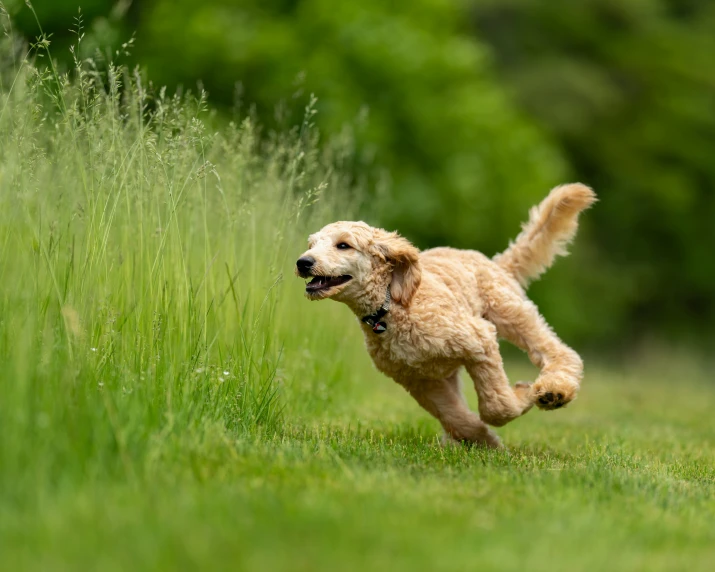 the small dog is running through the tall grass