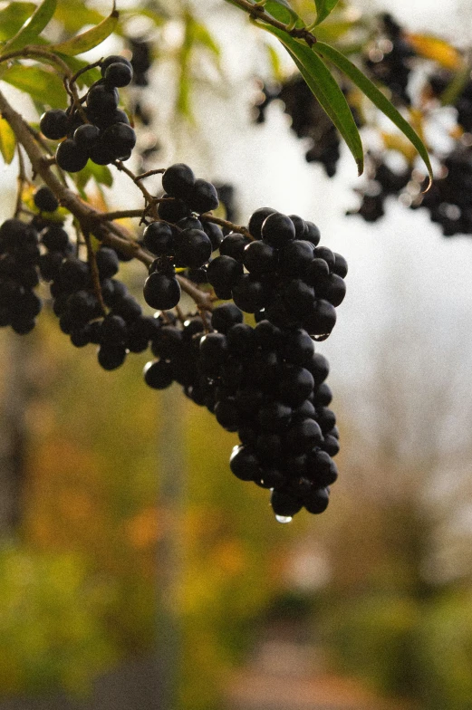 a bush with lots of black berries in the rain