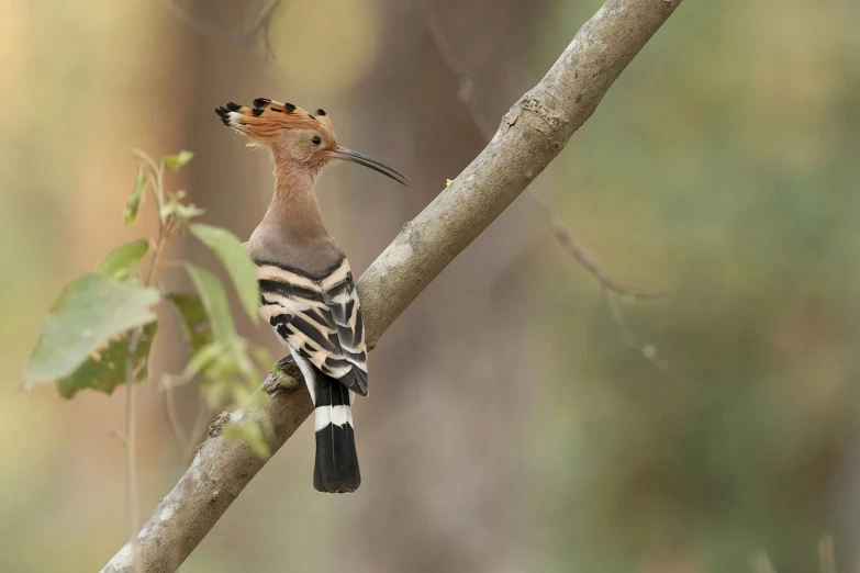 a bird that is sitting on a nch