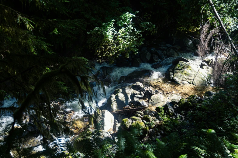 a small stream that is running between trees