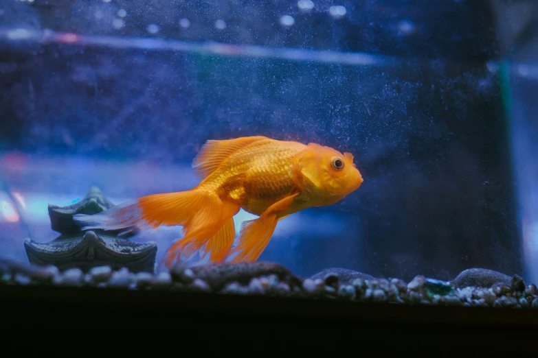 an aquarium filled with goldfish and a blue rock