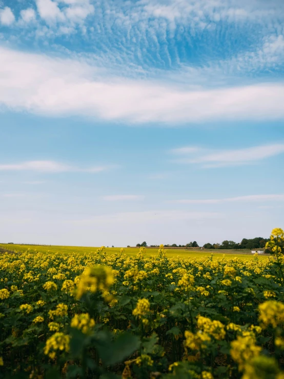 a lone tree in a field of sunflowers