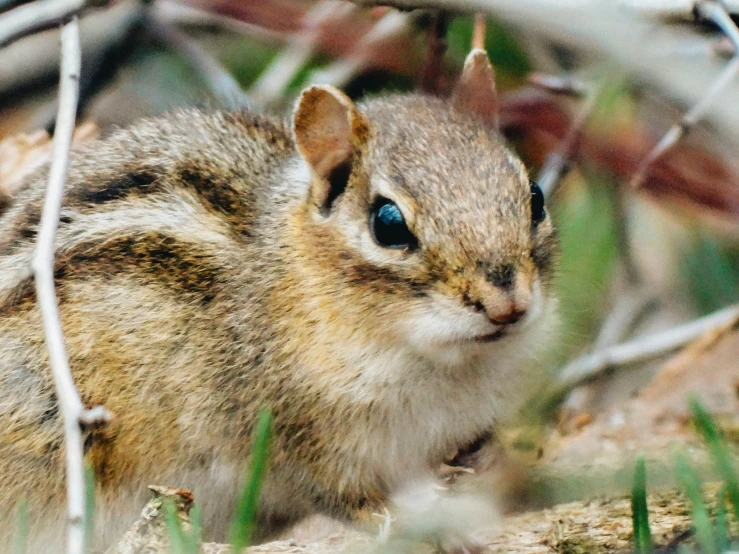 a chipper sitting on top of some grass and dirt