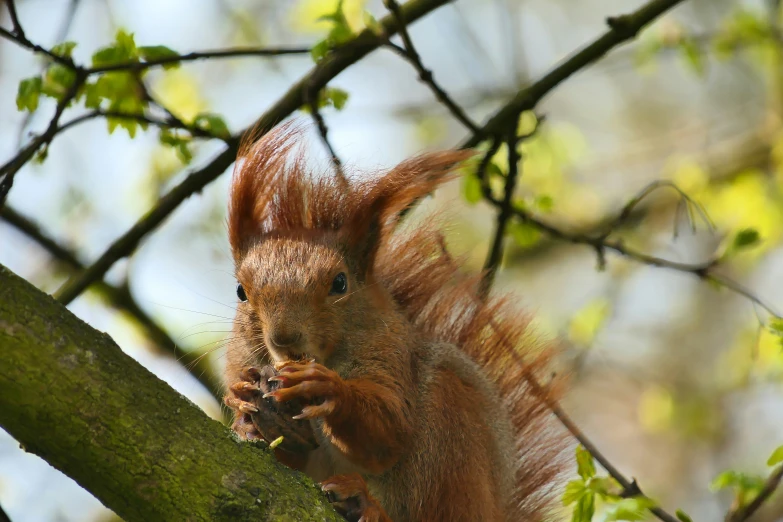 a squirrel eating soing out of the tree's bark