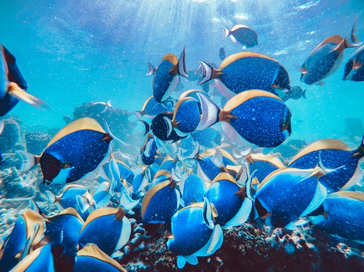 several blue and yellow fish under the water