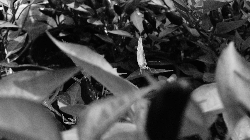 black and white image of various plants that look like leaves