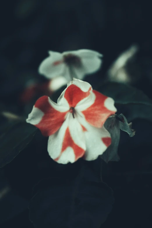 red and white flowers are in the dark